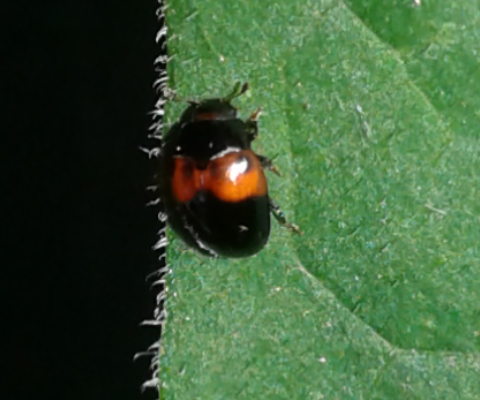 Erotylidae: Tritoma bipustulata?  S